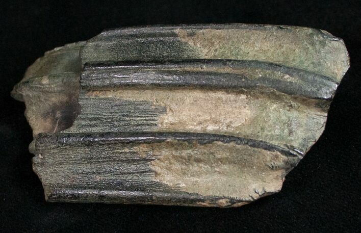 Pleistocene Aged Fossil Horse Tooth - Florida #10288